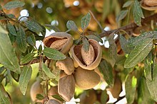 Nuts on trees in the San Joaquin Valley