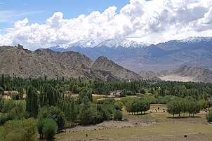Trees in the Indus Valley near Leh