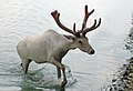 Caribou from Wagon Trails.jpg