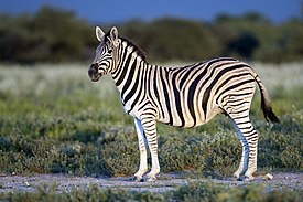Зебра Бурчелла[англ.][1] (E. q. burchellii) в национальном парке Этоша, Намибия