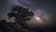 De nuit un arbre majestueux se détache sur un ciel étoilé.