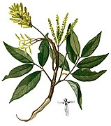Engelhardtia spicata.