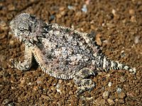Regal horned lizard (P. solare), Apache Junction, Arizona, USA (25 March 2007)