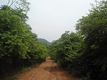 Photograph of a walkway through a forest