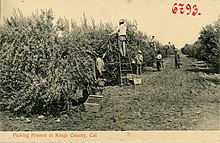 Picking prunes in Kings County, 1905