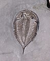 Den forstenede trilobit Dalmanites limulurus.