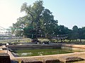 लुंबिनी में बोधि वृक्ष और तालाब
