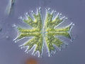 Image 4Micrasterias radiata / from Shishitsuka-Pond, Tsuchiura, Ibaraki Pref., Japan / Microscope: Leica DMRD (DIC)