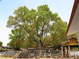 Pema Bodhi në Sarnath