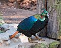 Provincial bird of Uttarakhand