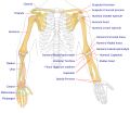 Dijagram kostiju ljudske ruke