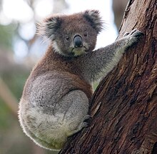 A koala umia i luga o se eucalyptus laau ma ona ulu liliu ina uma mata o loo vaaia