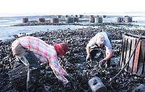 Harvesting oysters from beds by hand in Willapa Bay, Washington state, United States
