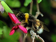Обикновена земна пчела (B. terrestris)