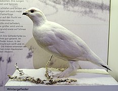 Un lagopède des saules empaillé, avec son plumage d'hiver, exposé au Muséum d'histoire naturelle de Brunswick en Allemagne.