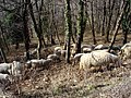Pecore presso Figina di Galbiate