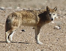 Picture of a wolf standing, turning its head at the camera