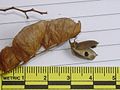 Dry bracts, dehiscent brown pod and seed