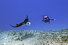 Manta and scuba diver