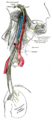 미주신경의 가지인 되돌이후두신경은 대동맥활 아래로 지나간다.