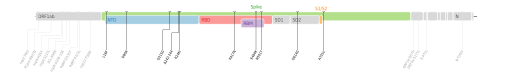Les mutations du variant Bêta sur une carte génomique du SARS-CoV-2