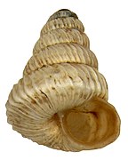 Spiralling shell of Trochoidea liebetruti