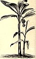 Musa textilis, Musaceae