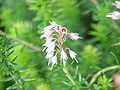 Tähkäkellokanerva eli tähkäkanerva (Erica spiculifolia, syn. Bruckenthalia spiculifolia).