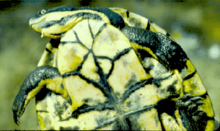 The underside of a green and yellow snapping turtle