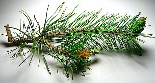 Pine twigs with cones and green needles