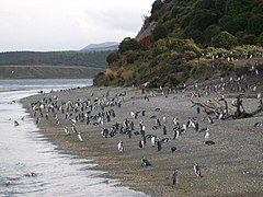 Penguins on Martillo Island