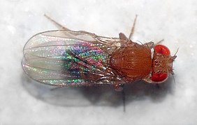 Drosophila melanogaster, une Drosophilidae.
