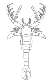 Schematic reconstruction of Megalograptus ohioensis