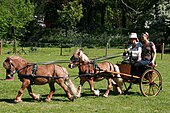 two light brown ponies pulling a small cart, one hitched in front of the other