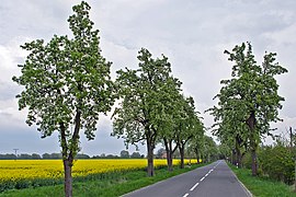 Овошни дрвја покрај пат