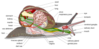 Anatomi siput