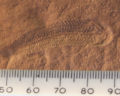 Image 4A 580 million year old fossil of Spriggina floundensi, an animal from the Ediacaran period. Such life forms could have been ancestors to the many new forms that originated in the Cambrian Explosion. (from History of Earth)