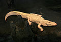 28. Albinó mississippi aligátor (Alligator mississippiensis) a Kaliforniai Tudományos Akadémia (California Academy of Sciences) állatkertjében (javítás)/(csere)