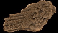 Fanjingshania is a climatiid chondrichthyan from the lower Silurian (Aeronian) described from disarticulated dermoskeletal elements.
