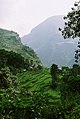 Rizkultivado, Malalta Himalajo, Nepalo.