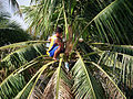 Sitting on the coconut palm while gathering tuba.