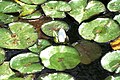 Lily pads floating in a lake in Toronto, Canada