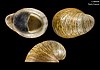 three views of the shell