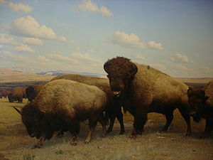 American bison and pronghorn diorama (right)