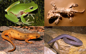 Da esquerda pra direita, de cima para baixo: Litoria phyllochroa (ordem Anura), Seymouria (anfíbio extinto), Notophthalmus viridescens (ordem Caudata) e Dermophis mexicanus (ordem Gymnophiona).