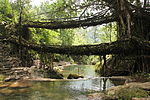Two bridges, consisting of tree roots, crossing a river