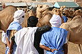 Image 12Camel market in Nouakchott (from Mauritania)