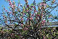 Цветущее персиковое дерево