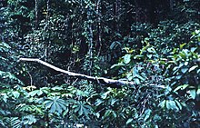 A fallen tree crosses an otherwise dark, lush forest edge near a logging site.