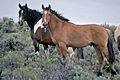 feralni konj (američki mustang), Oregon, SAD
